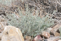 Artemisia rothrockii