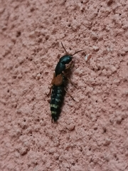 Platydracus stercorarius