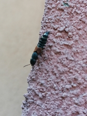 Platydracus stercorarius