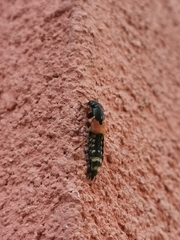 Platydracus stercorarius