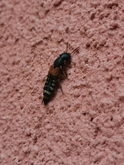 Platydracus stercorarius