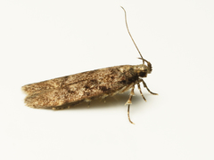 Chionodes pereyra