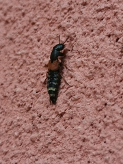 Platydracus stercorarius