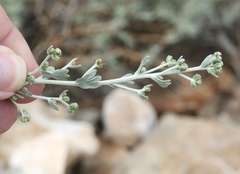 Artemisia rothrockii