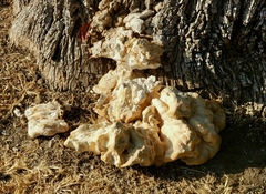 Laetiporus gilbertsonii