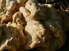 Laetiporus gilbertsonii