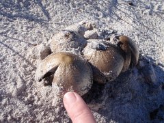 Montagnea arenaria