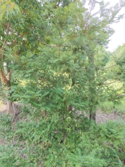 Torreya nucifera