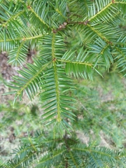 Torreya nucifera