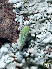 Chlorogonalia losoplanensis