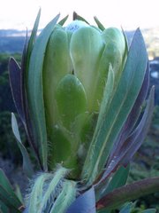 Protea coronata