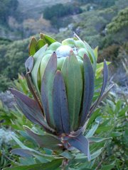 Protea coronata