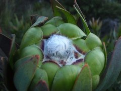 Protea coronata