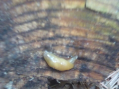 Malacolimax