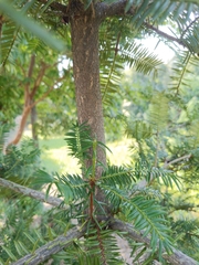 Torreya nucifera