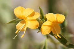 Barleria senensis