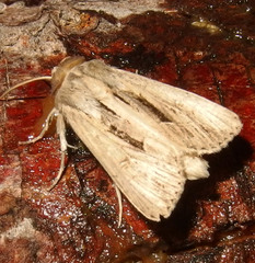 Resapamea stipata