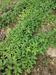 Parthenocissus laetevirens