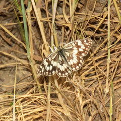 Melanargia larissa