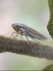 Graphocephala confluens