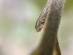 Graphocephala confluens