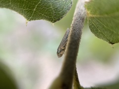 Graphocephala confluens