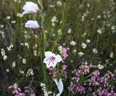 Gladiolus variegatus