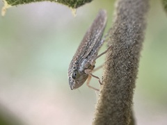 Graphocephala confluens