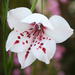 Gladiolus variegatus - Photo (c) Gerhard Malan, μερικά δικαιώματα διατηρούνται (CC BY-NC), uploaded by Gerhard Malan
