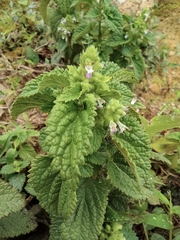 Teucrium viscidum