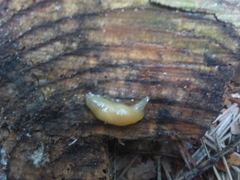 Malacolimax