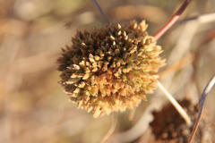 Hermbstaedtia glauca