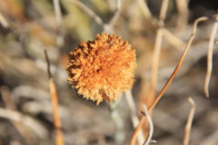 Hermbstaedtia glauca