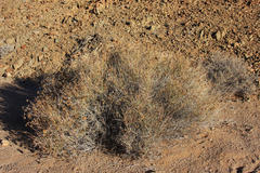 Hermbstaedtia glauca