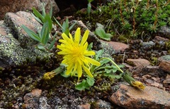 Taraxacum glabrum