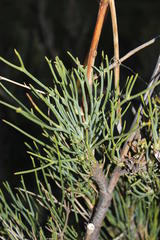 Anginon swellendamense