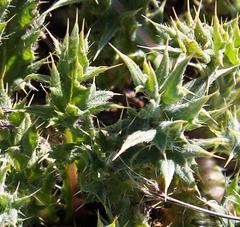 Berkheya onobromoides carlinoides