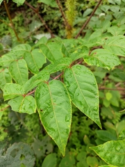 Aralia spinifolia