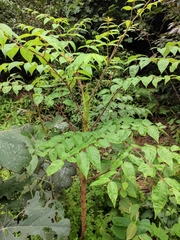 Aralia spinifolia
