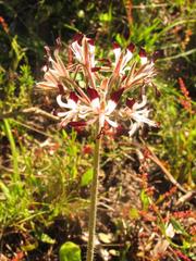 Pelargonium auritum auritum
