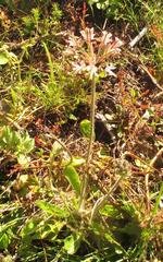 Pelargonium auritum auritum