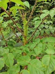 Aralia spinifolia