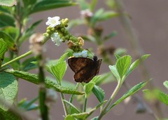 Anastrus sempiternus