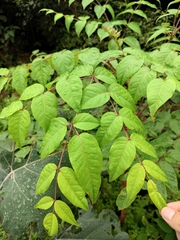 Aralia spinifolia