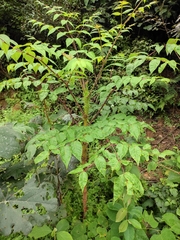Aralia spinifolia