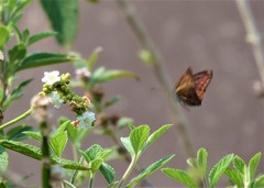 Anastrus sempiternus