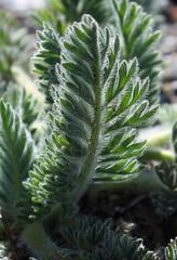 Pelargonium rapaceum