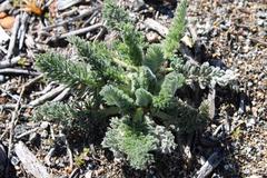 Pelargonium rapaceum