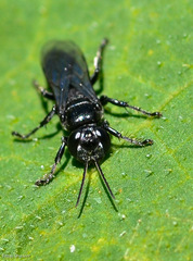 Tachysphex nigerrimus