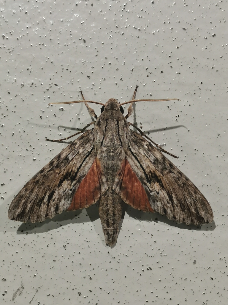Erinnyis yucatana